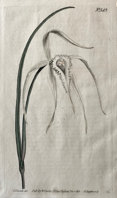 William Curtis Botanical, circa 1801